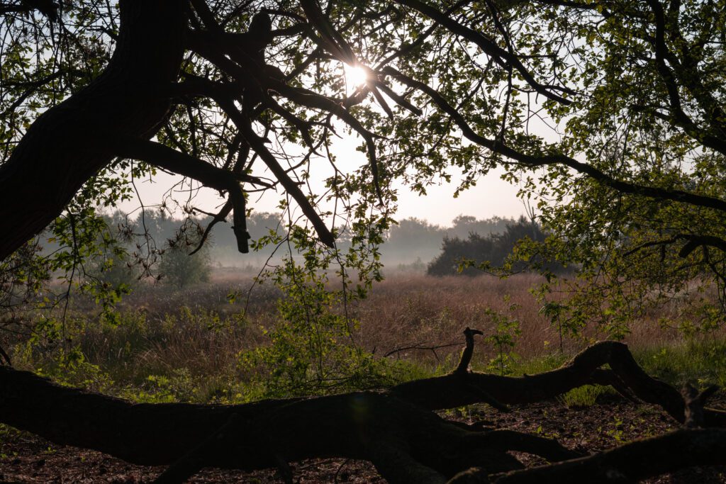 Nationaal park de Maasduinen