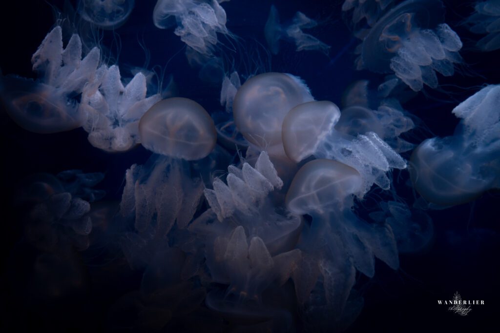 L'Oceanogràfic Valencia