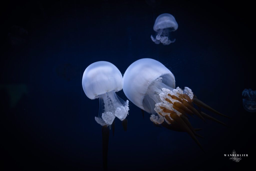 L'Oceanogràfic Valencia