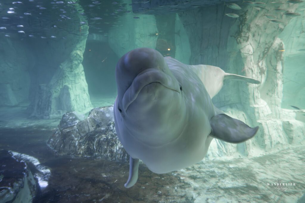 L'Oceanogràfic Valencia