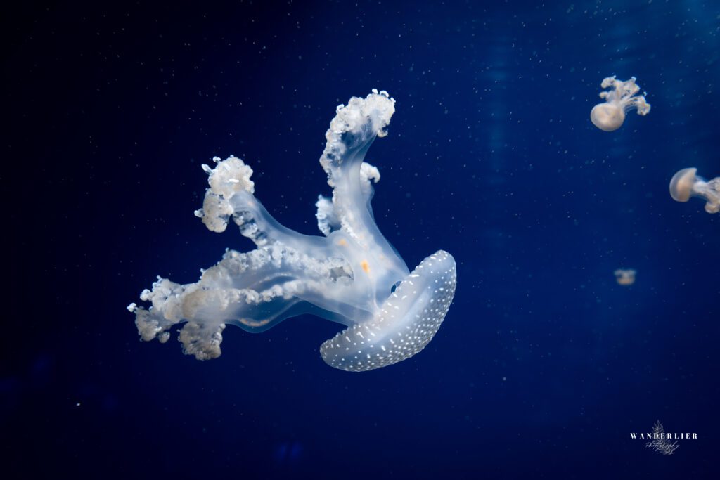 L'Oceanogràfic Valencia