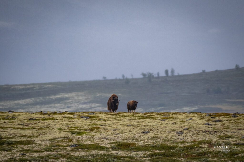 Dovrefjell-Sunndalsfjella national park